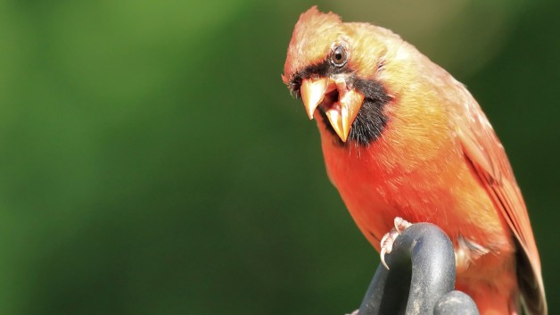 http://www.cfact.org/wp-content/uploads/2012/10/malenortherncardinal-628x353.jpg