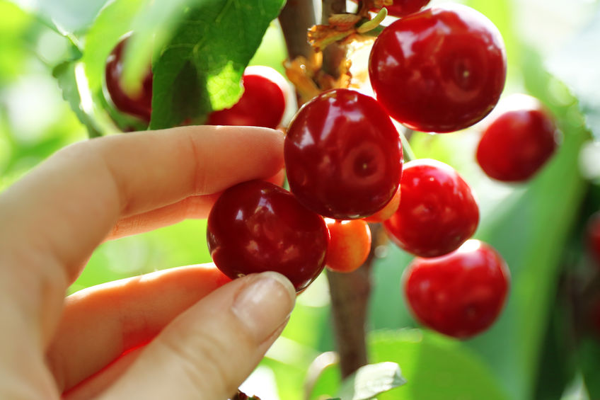 What Does The Term Cherry Picking Mean What Does The Term Cherry Picking Mean