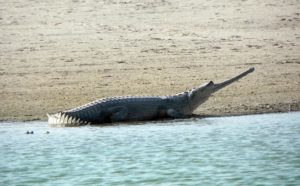 The long snouted Indian crocodile: Gharial conservation success 1