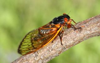 17 year cicadas outraged to find temperatures unchanged