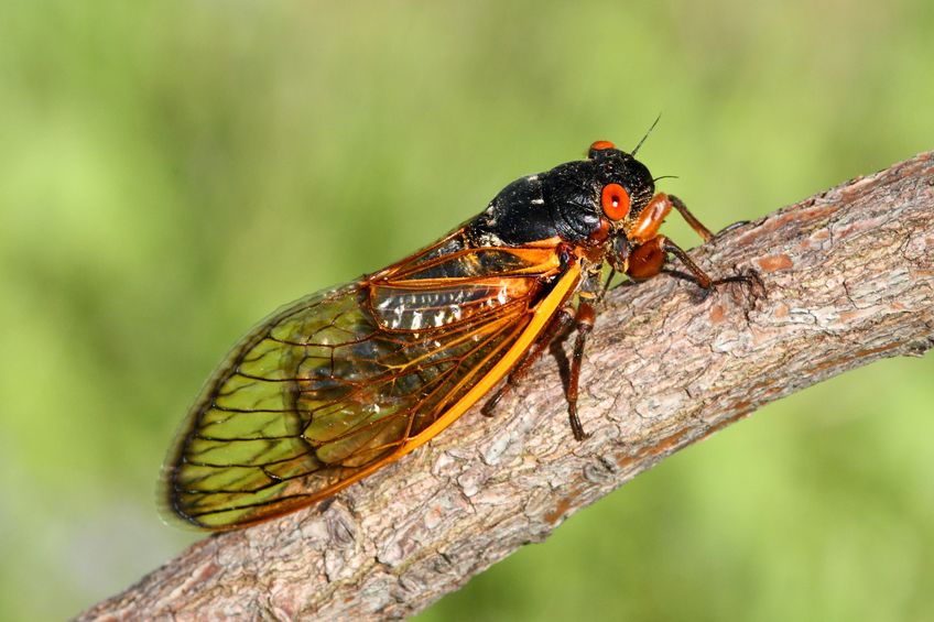 17 year cicadas outraged to find temperatures unchanged