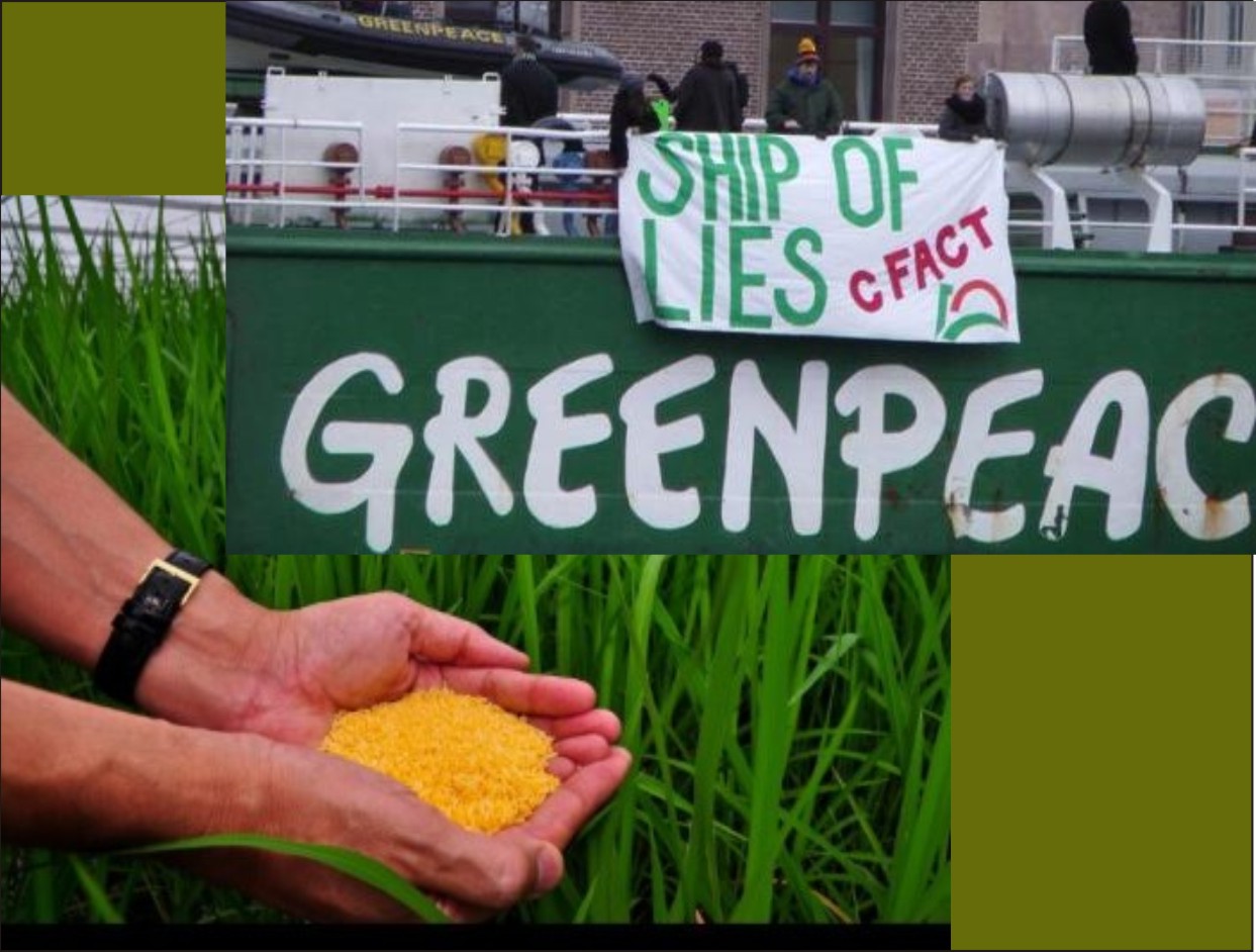 Greenpeace abandons science and attacks Golden Rice