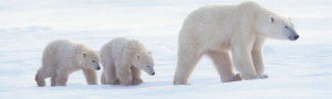 Polar Bear wth cubs 2