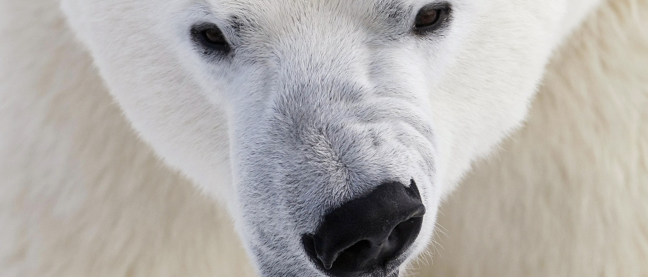 Polar bear kills Alaskan mother and baby