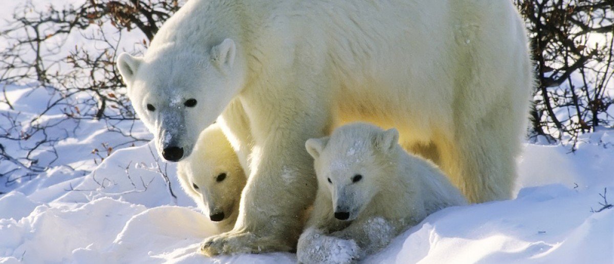 Polar bears: The end of a climate delusion icon 2