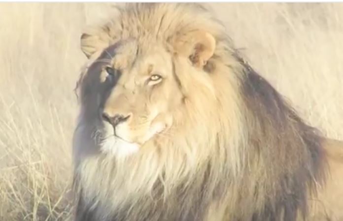 CFACT shines a “light” on lion conservation in Africa