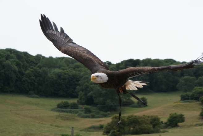 Bald Eagle numbers soar to high levels, FWS report finds
