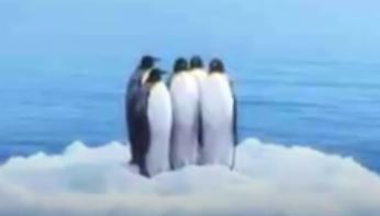 https://www.cfact.org/wp-content/uploads/2017/06/Penguins-Ice.jpg