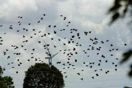 Growing evidence of wind farms’ horrific toll on wildlife: This time from India