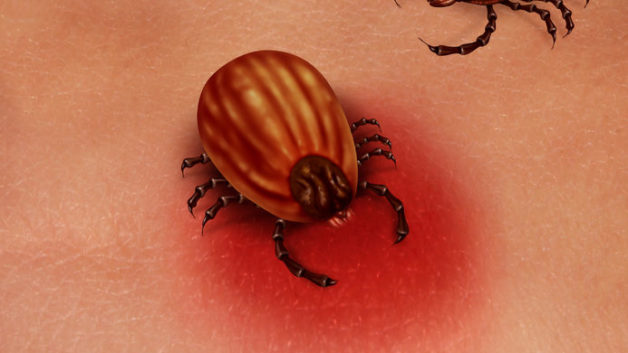 https://www.cfact.org/wp-content/uploads/2018/04/Ticks-Lyme-Disease-628x353.jpg