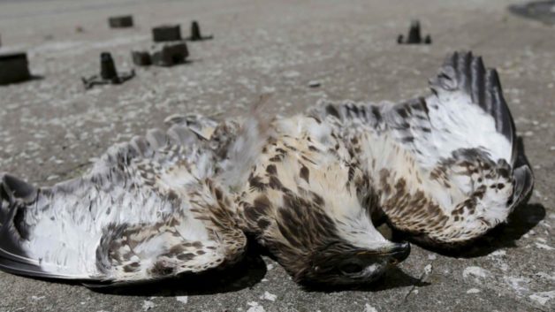 https://www.cfact.org/wp-content/uploads/2018/05/Dead-Bird-Renewables-628x353.jpg