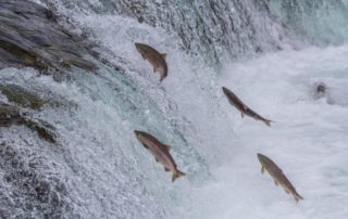 Landmark bill protecting endangered salmon sealed into law