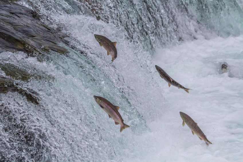 Landmark bill protecting endangered salmon sealed into law