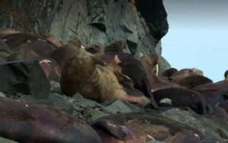 Netflix's and Attenborough's walrus tragedy porn