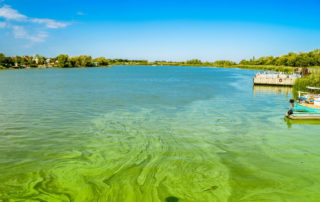 How to solve algal blooms? Tech and property righ