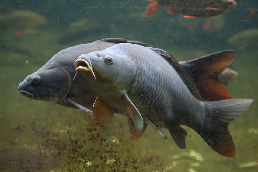Wildlife officials seek to reel in troublesome Asian Carp