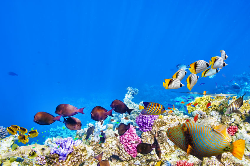 Science digest gets caught pushing a coral reef myth