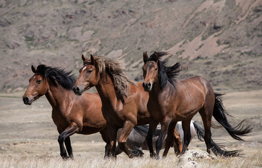 BLM saddles up new program to manage wild horses