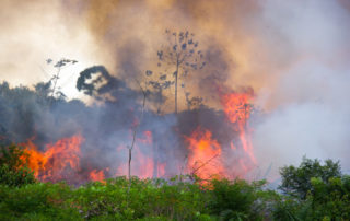 Rain forest fires are not climate