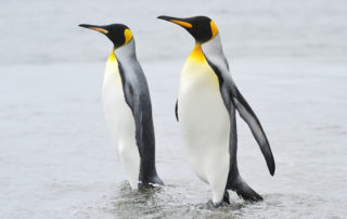 Study shows penguins and people a good mix