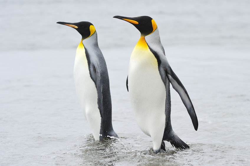 Study shows penguins and people a good mix