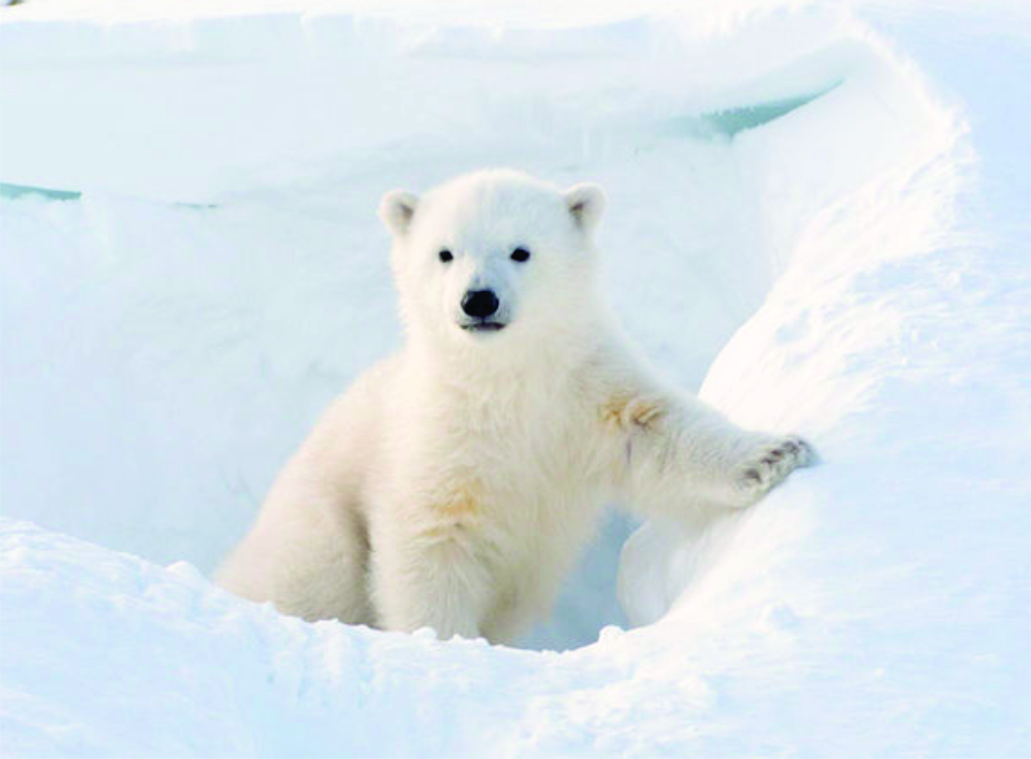 Image result for polar bear