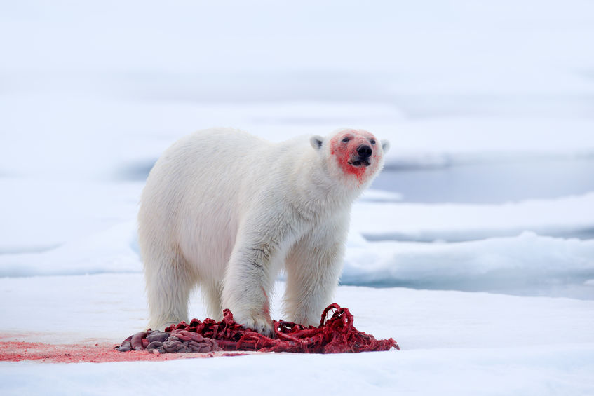Polar bear expert purged