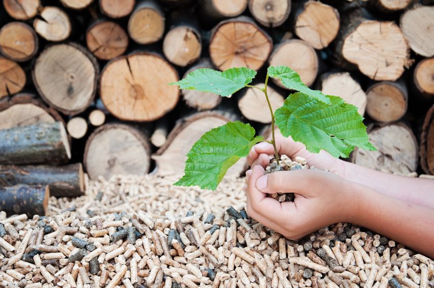 The woody biomass conundrum