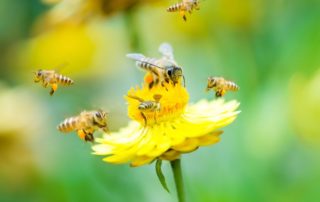 Banning neonic pesticides in wildlife refuges would hurt birds, bees, and people