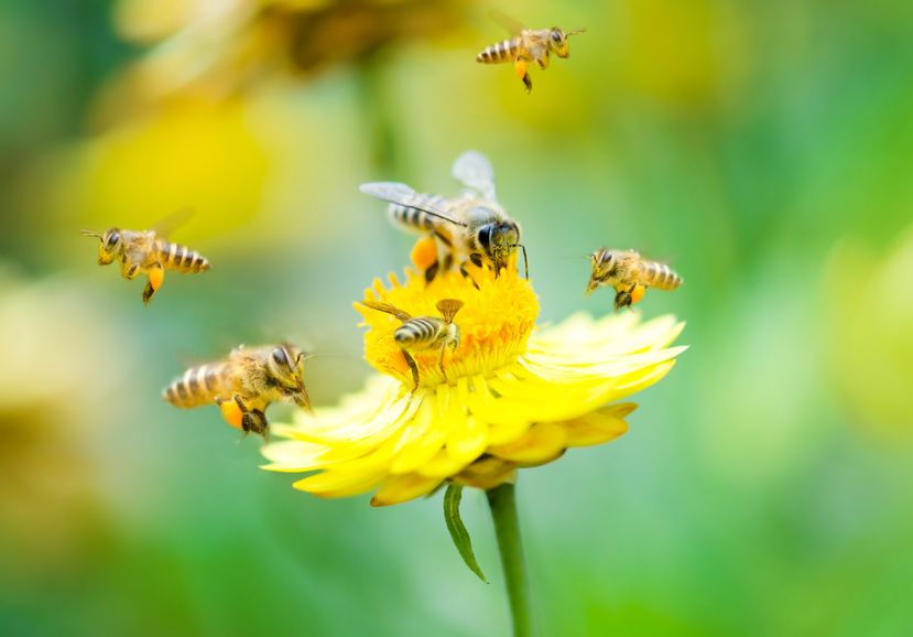Banning neonic pesticides in wildlife refuges would hurt birds, bees, and people