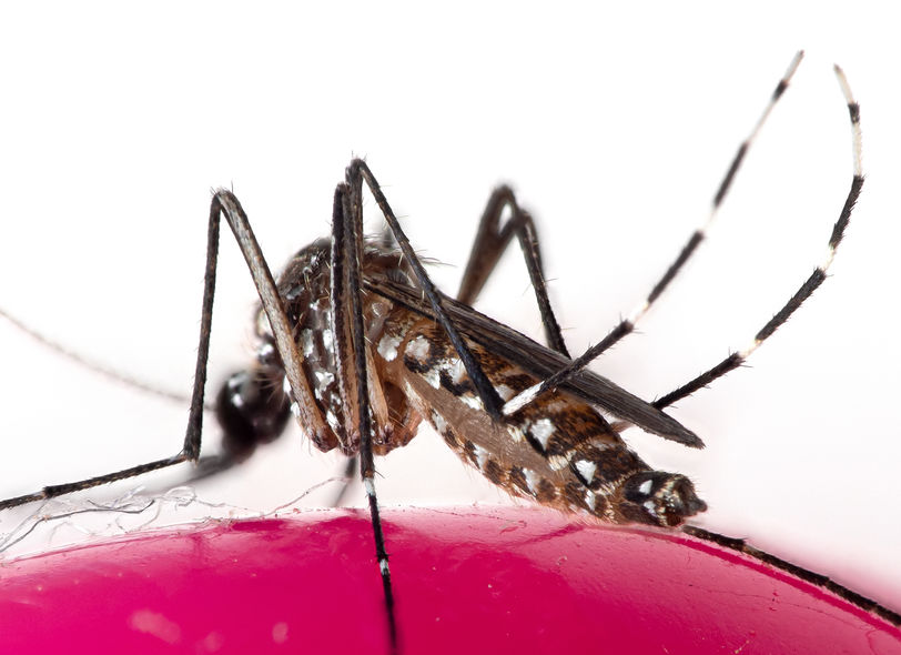Climate change is not causing Dengue fever in Honduras