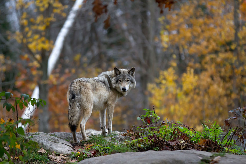 Howls erupt over proposed removal of gray wolves from endangered species list