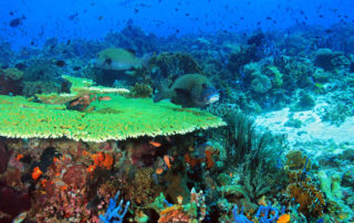 Like polar bears, coral reefs are doing fine