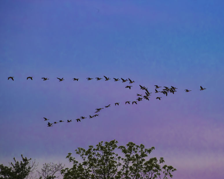 Migratory Bird Treaty Act reform will clarify longstanding confusion