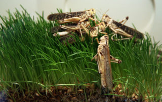 The real reasons Africa has another locust plague