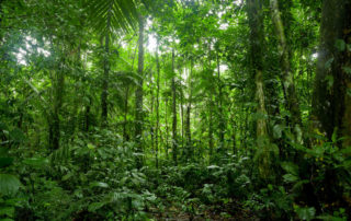 Charting a free market approach to protecting Columbia’s rainforests