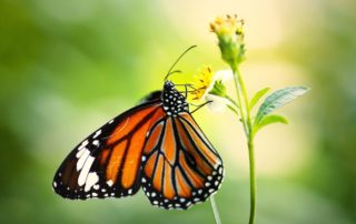 Imperiled Monarch Butterfly benefits from private conservation plan