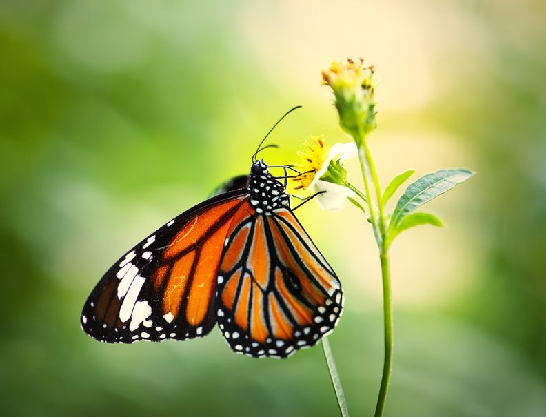 Imperiled Monarch Butterfly benefits from private conservation plan