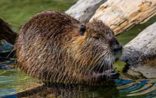 Conservationists scurry to find why Muskrat numbers are dropping