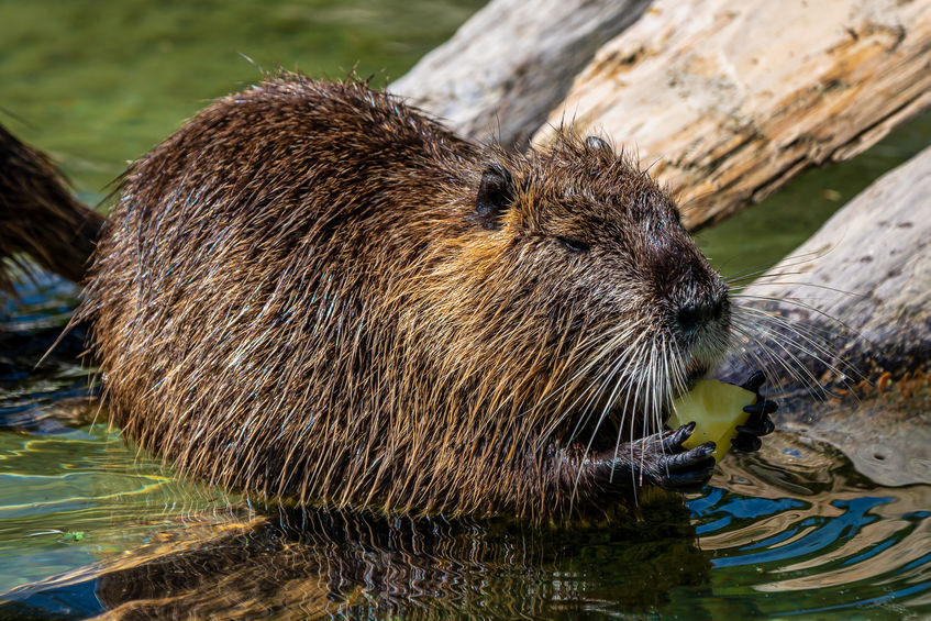 Conservationists scurry to find why Muskrat numbers are dropping