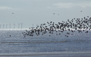 Lake Erie wind turbines lethal threat to migratory birds
