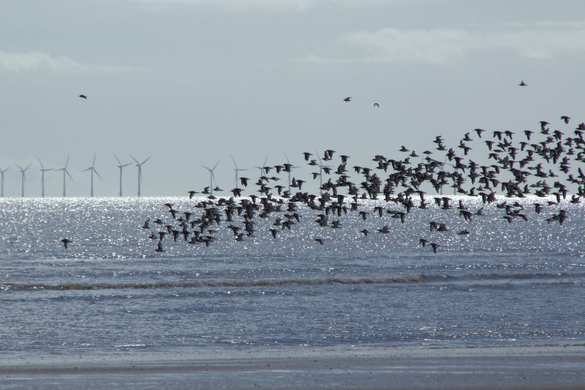 Lake Erie wind turbines lethal threat to migratory birds