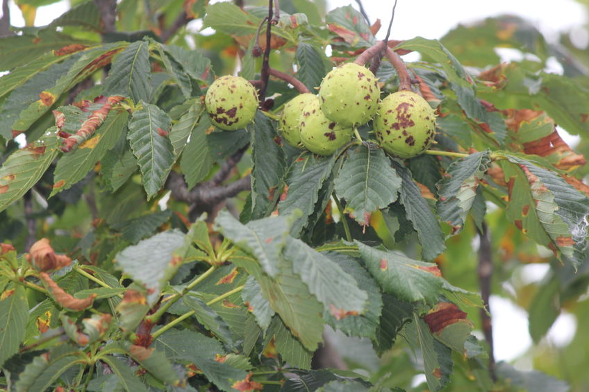 Will biotechnology help save the American chestnut?