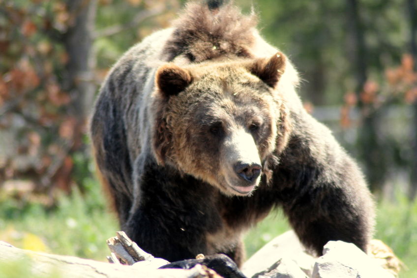 Court rejects effort to block ranchers killing grizzly bears