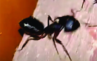 New stinging ant species invades Kentucky