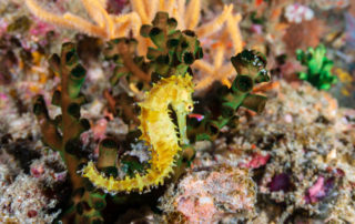 Will a threatened Australian species check into the “Seahorse hotel”?