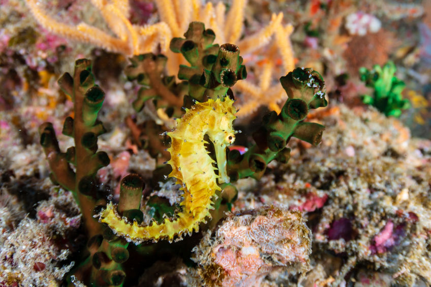Will a threatened Australian species check into the “Seahorse hotel”?