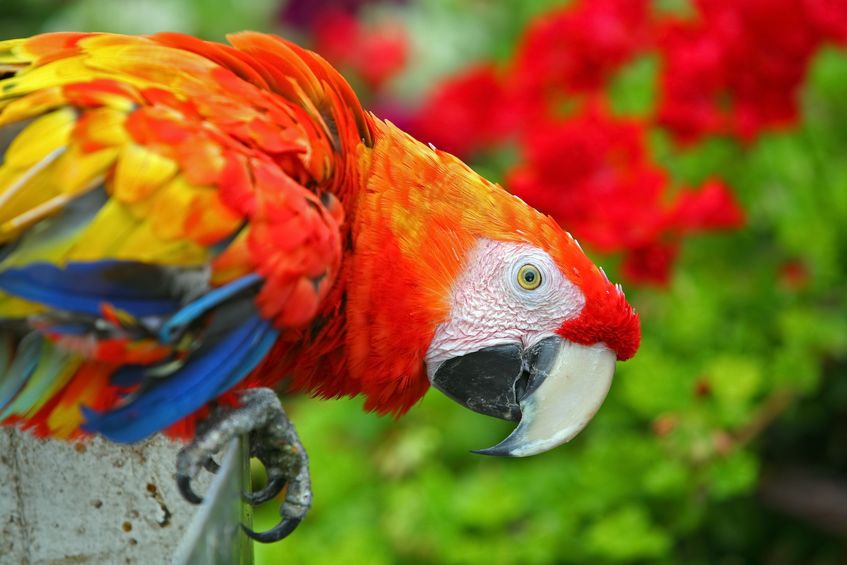 Endangered macaws saved by…plastic?