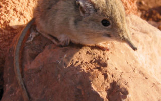 Elephant shrew rediscovered after lost to science for 50 years