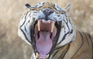Return of the tiger: Wildlife conservation amidst rapid economic development